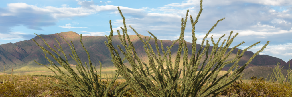 Ocotillo growing in the Franklin mountains